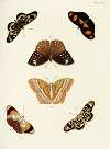 Foreign butterflies occurring in the three continents Asia, Africa and America Pl.328