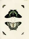 Foreign butterflies occurring in the three continents Asia, Africa and America Pl.330