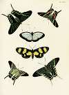 Foreign butterflies occurring in the three continents Asia, Africa and America Pl.332