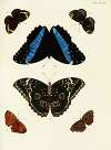 Foreign butterflies occurring in the three continents Asia, Africa and America Pl.333