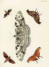 Foreign butterflies occurring in the three continents Asia, Africa and America Pl.334