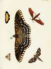 Foreign butterflies occurring in the three continents Asia, Africa and America Pl.335