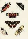 Foreign butterflies occurring in the three continents Asia, Africa and America Pl.337