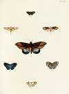 Foreign butterflies occurring in the three continents Asia, Africa and America Pl.339
