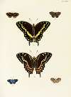 Foreign butterflies occurring in the three continents Asia, Africa and America Pl.340