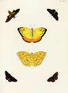 Foreign butterflies occurring in the three continents Asia, Africa and America Pl.341