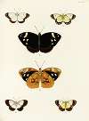 Foreign butterflies occurring in the three continents Asia, Africa and America Pl.342