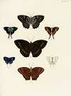 Foreign butterflies occurring in the three continents Asia, Africa and America Pl.343