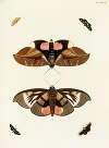 Foreign butterflies occurring in the three continents Asia, Africa and America Pl.344