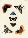 Foreign butterflies occurring in the three continents Asia, Africa and America Pl.345