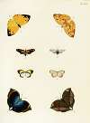 Foreign butterflies occurring in the three continents Asia, Africa and America Pl.346