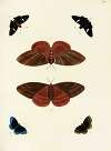 Foreign butterflies occurring in the three continents Asia, Africa and America Pl.347