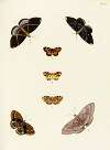 Foreign butterflies occurring in the three continents Asia, Africa and America Pl.348