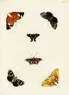 Foreign butterflies occurring in the three continents Asia, Africa and America Pl.349
