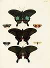 Foreign butterflies occurring in the three continents Asia, Africa and America Pl.350
