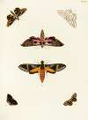 Foreign butterflies occurring in the three continents Asia, Africa and America Pl.351