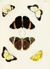 Foreign butterflies occurring in the three continents Asia, Africa and America Pl.352