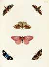 Foreign butterflies occurring in the three continents Asia, Africa and America Pl.354