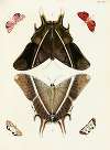 Foreign butterflies occurring in the three continents Asia, Africa and America Pl.356