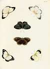 Foreign butterflies occurring in the three continents Asia, Africa and America Pl.357