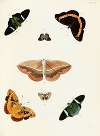 Foreign butterflies occurring in the three continents Asia, Africa and America Pl.358