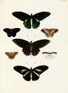 Foreign butterflies occurring in the three continents Asia, Africa and America Pl.359