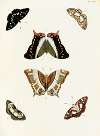 Foreign butterflies occurring in the three continents Asia, Africa and America Pl.361