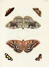 Foreign butterflies occurring in the three continents Asia, Africa and America Pl.362