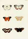 Foreign butterflies occurring in the three continents Asia, Africa and America Pl.363