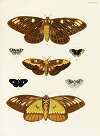 Foreign butterflies occurring in the three continents Asia, Africa and America Pl.364
