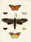 Foreign butterflies occurring in the three continents Asia, Africa and America Pl.365