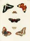 Foreign butterflies occurring in the three continents Asia, Africa and America Pl.366