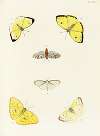 Foreign butterflies occurring in the three continents Asia, Africa and America Pl.367