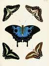 Foreign butterflies occurring in the three continents Asia, Africa and America Pl.369