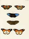 Foreign butterflies occurring in the three continents Asia, Africa and America Pl.374