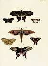 Foreign butterflies occurring in the three continents Asia, Africa and America Pl.375