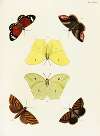 Foreign butterflies occurring in the three continents Asia, Africa and America Pl.376