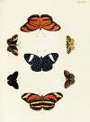 Foreign butterflies occurring in the three continents Asia, Africa and America Pl.377