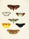 Foreign butterflies occurring in the three continents Asia, Africa and America Pl.378