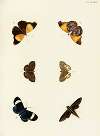 Foreign butterflies occurring in the three continents Asia, Africa and America Pl.379