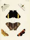 Foreign butterflies occurring in the three continents Asia, Africa and America Pl.380
