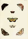 Foreign butterflies occurring in the three continents Asia, Africa and America Pl.381