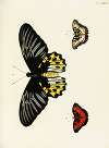 Foreign butterflies occurring in the three continents Asia, Africa and America Pl.382