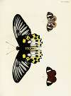 Foreign butterflies occurring in the three continents Asia, Africa and America Pl.383