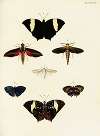 Foreign butterflies occurring in the three continents Asia, Africa and America Pl.384