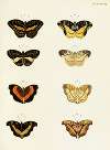 Foreign butterflies occurring in the three continents Asia, Africa and America Pl.385