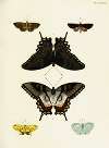 Foreign butterflies occurring in the three continents Asia, Africa and America Pl.386