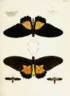 Foreign butterflies occurring in the three continents Asia, Africa and America Pl.387