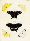 Foreign butterflies occurring in the three continents Asia, Africa and America Pl.388