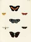 Foreign butterflies occurring in the three continents Asia, Africa and America Pl.390